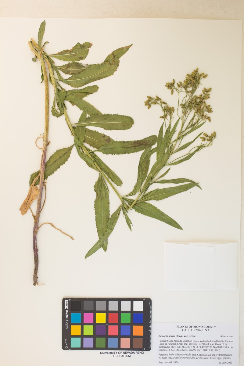 Senecio serra var. serra photo 5