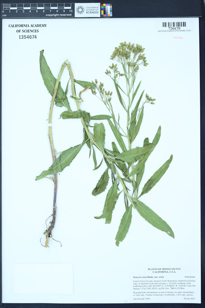 Senecio serra var. serra photo 6