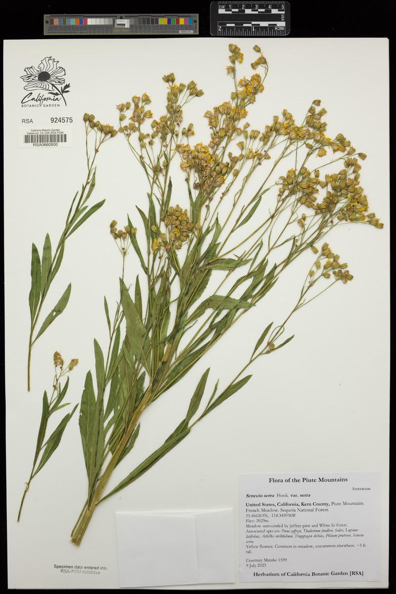 Senecio serra var. serra photo 8