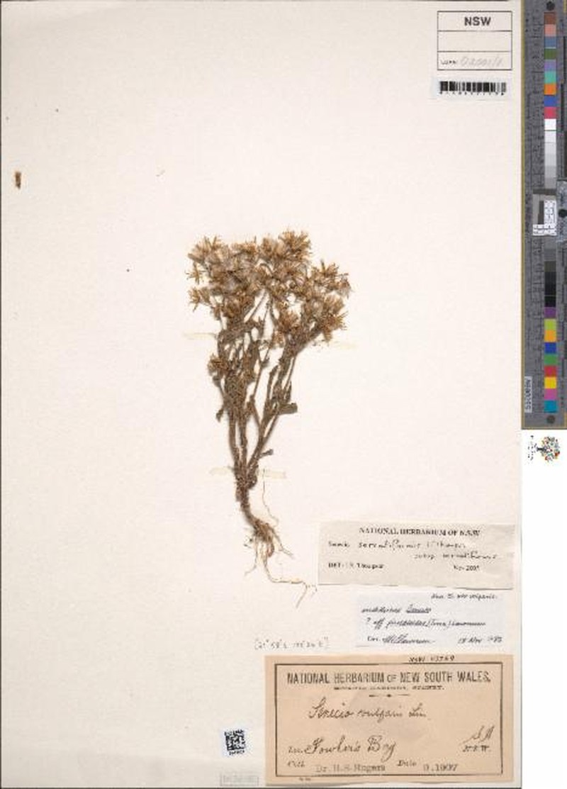 Senecio serratiformis subsp. serratiformis