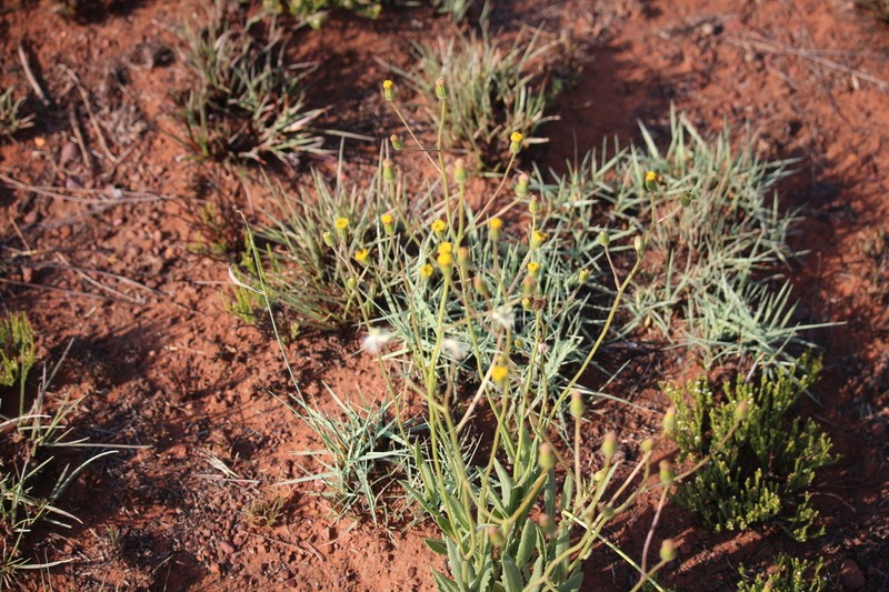 Senecio serratuloides