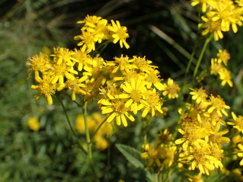 Senecio serratuloides photo 2