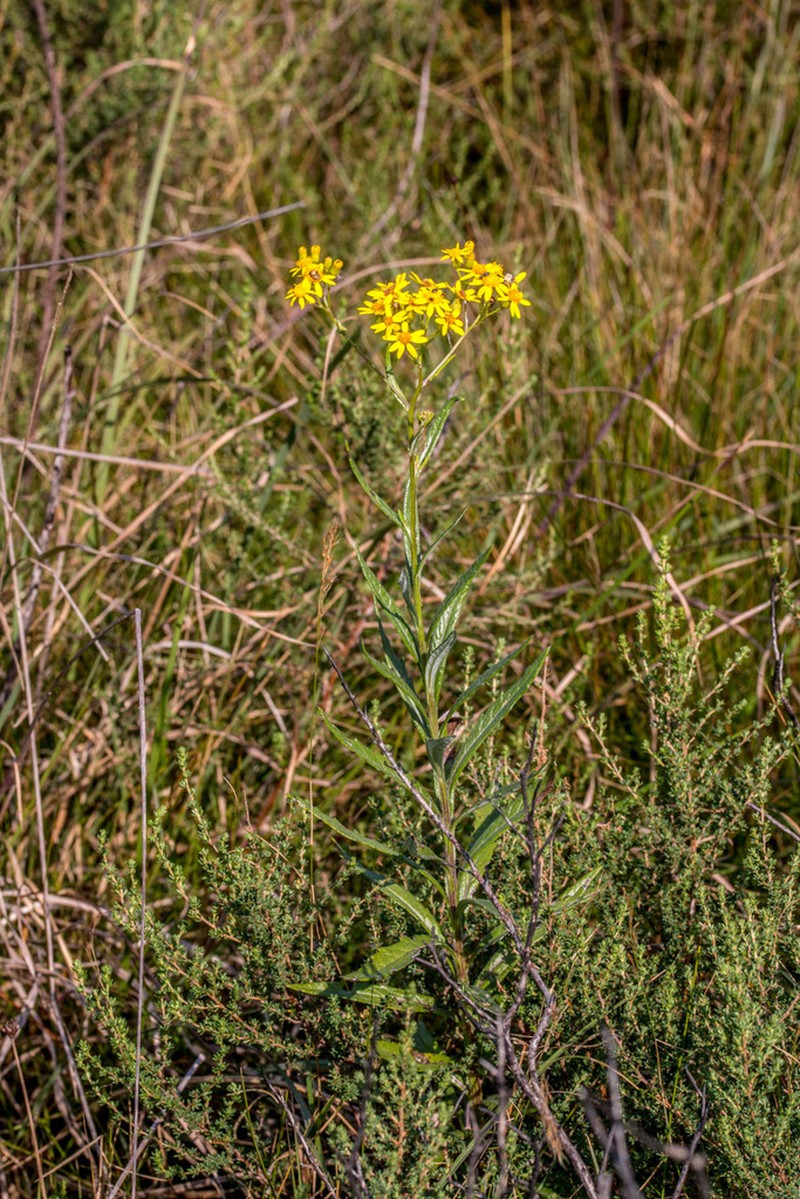 Senecio serratuloides photo 3