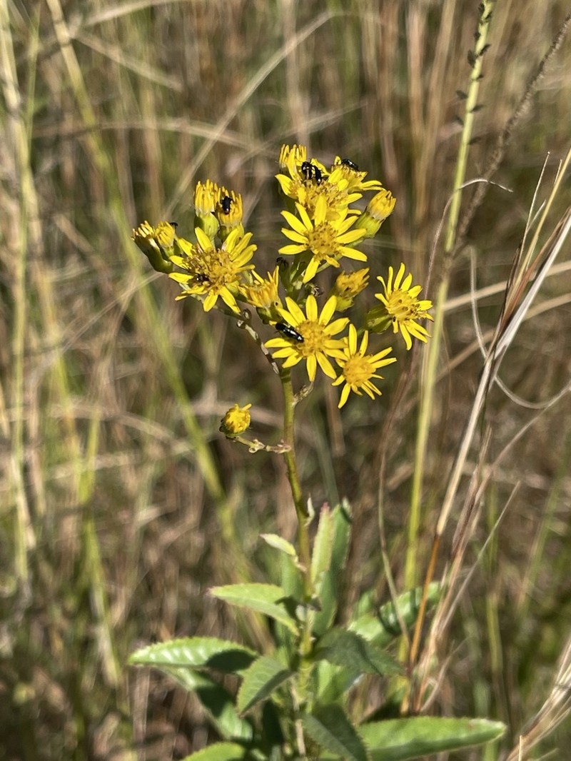 Senecio serratuloides photo 4