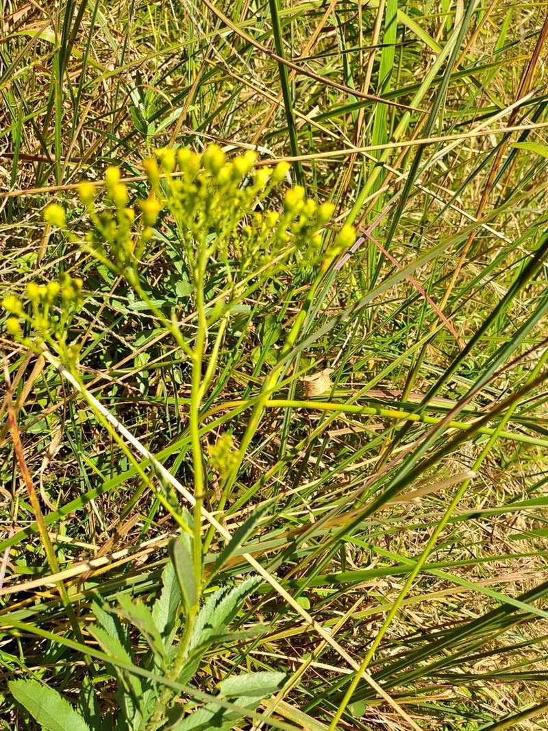 Senecio serratuloides photo 5