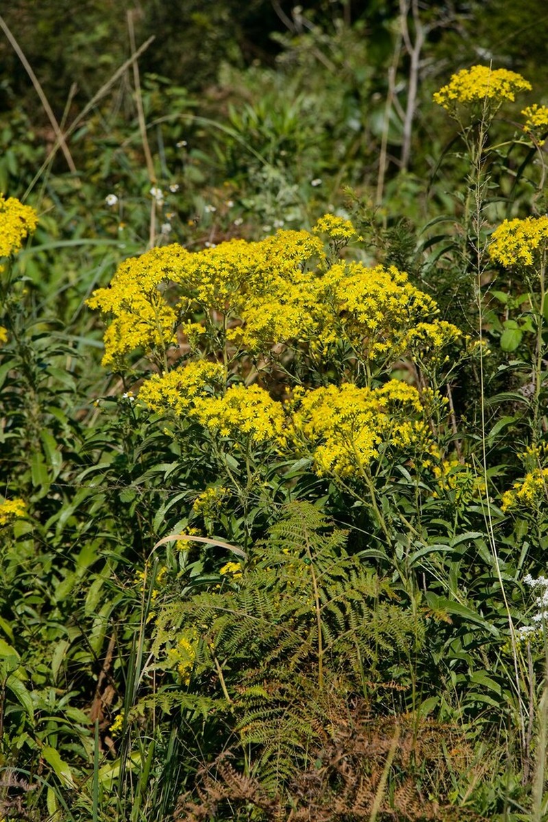 Senecio serratuloides photo 6