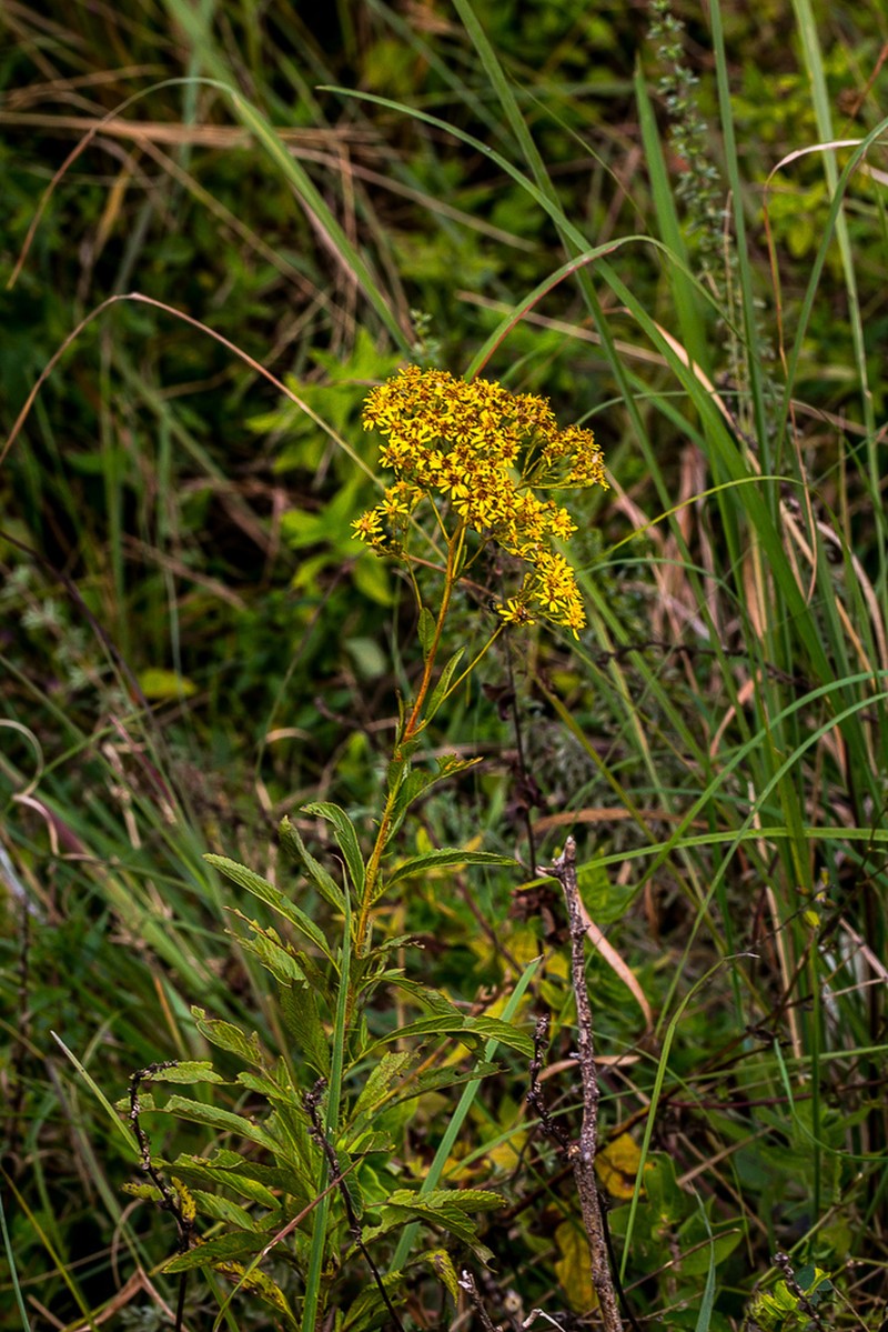 Senecio serratuloides photo 7