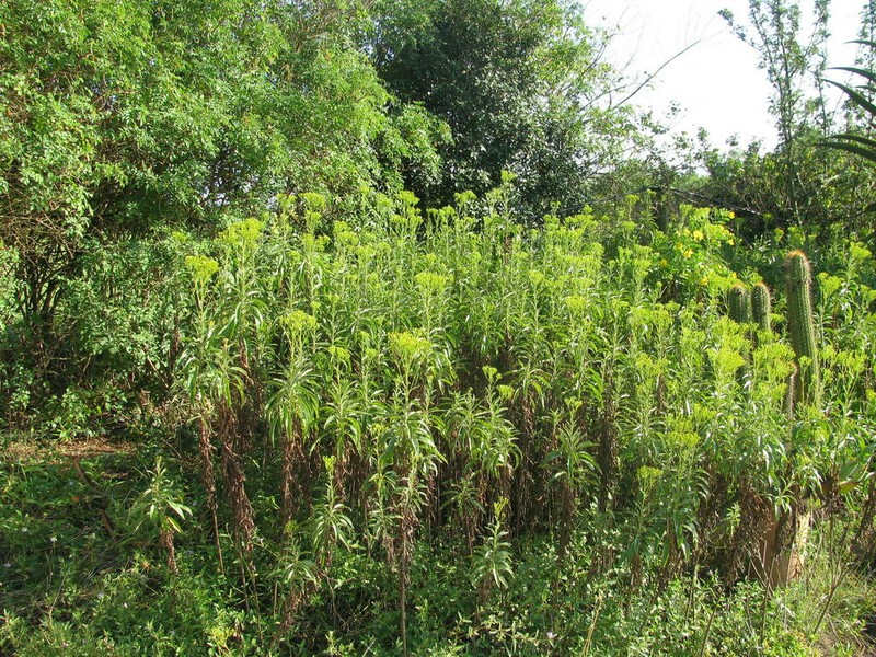 Senecio serratuloides photo 8