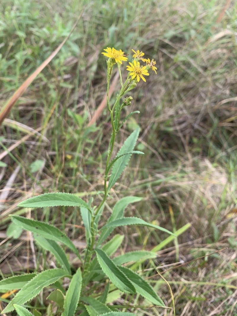 Senecio serrulatus