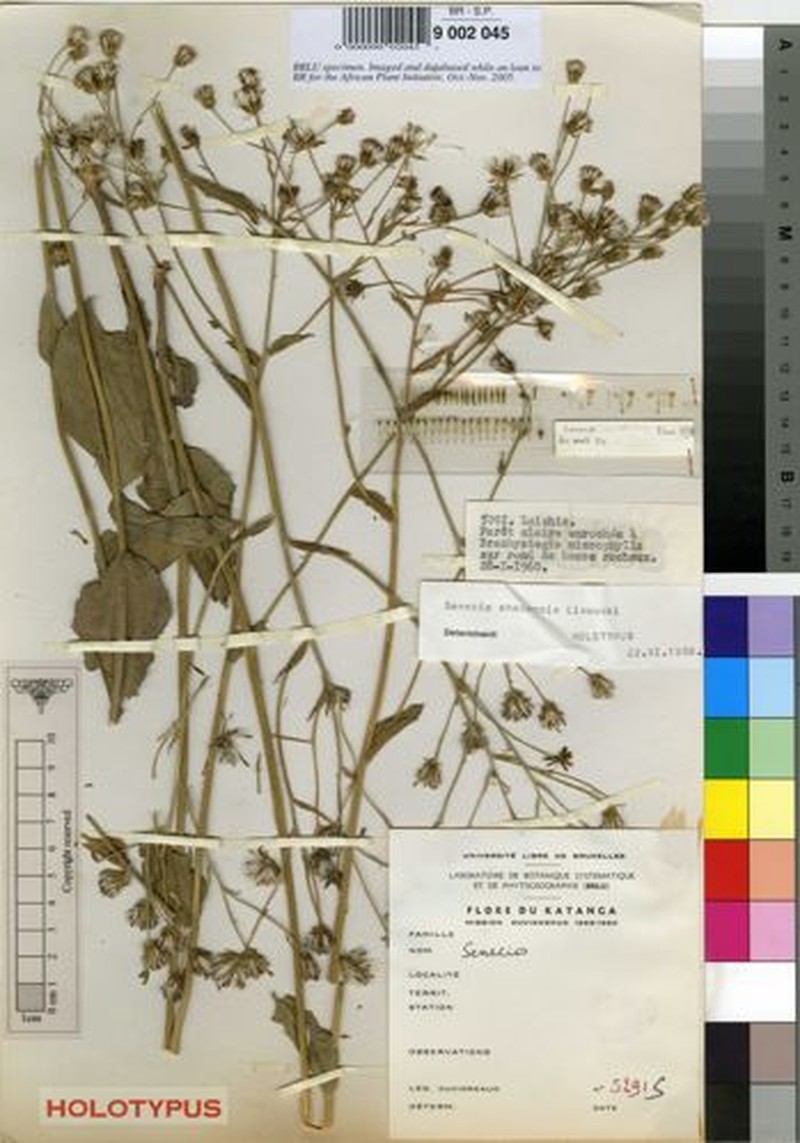 Senecio shabensis