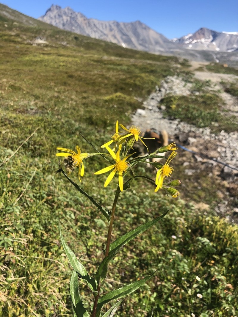 Mt. Sheldon Ragwort
