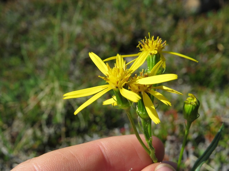 Mt. Sheldon Ragwort photo 2