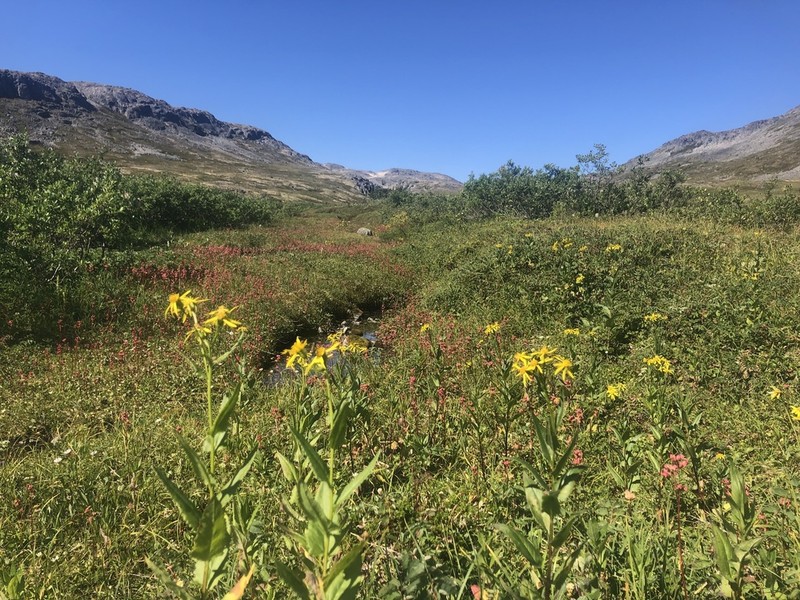 Mt. Sheldon Ragwort photo 3