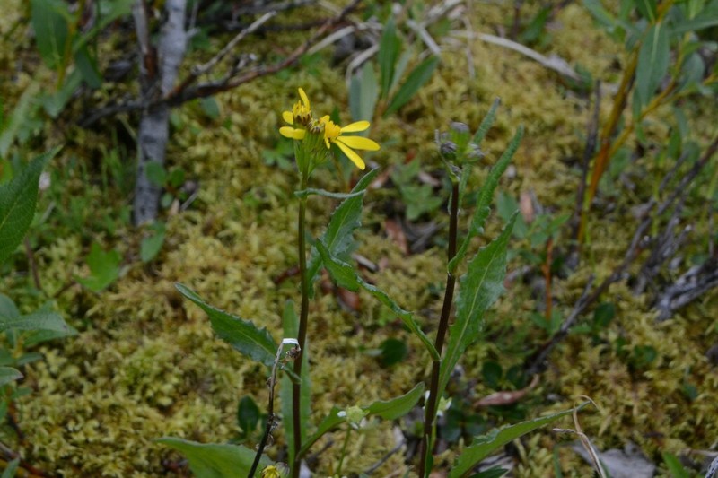 Mt. Sheldon Ragwort photo 4