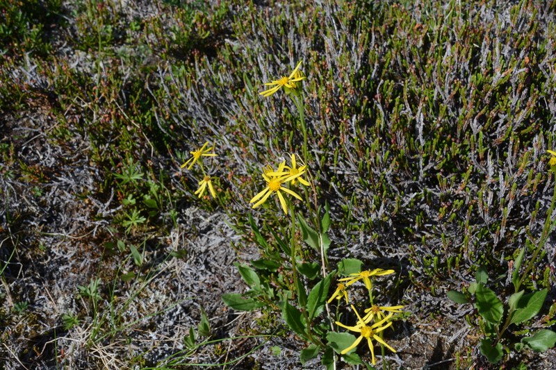 Mt. Sheldon Ragwort photo 5