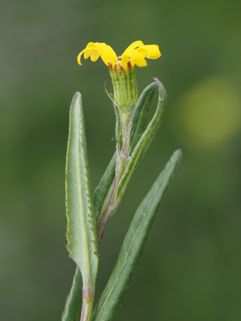 Mt. Sheldon Ragwort photo 6