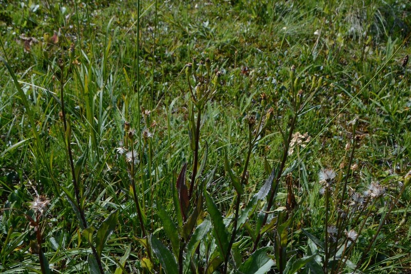 Mt. Sheldon Ragwort photo 7