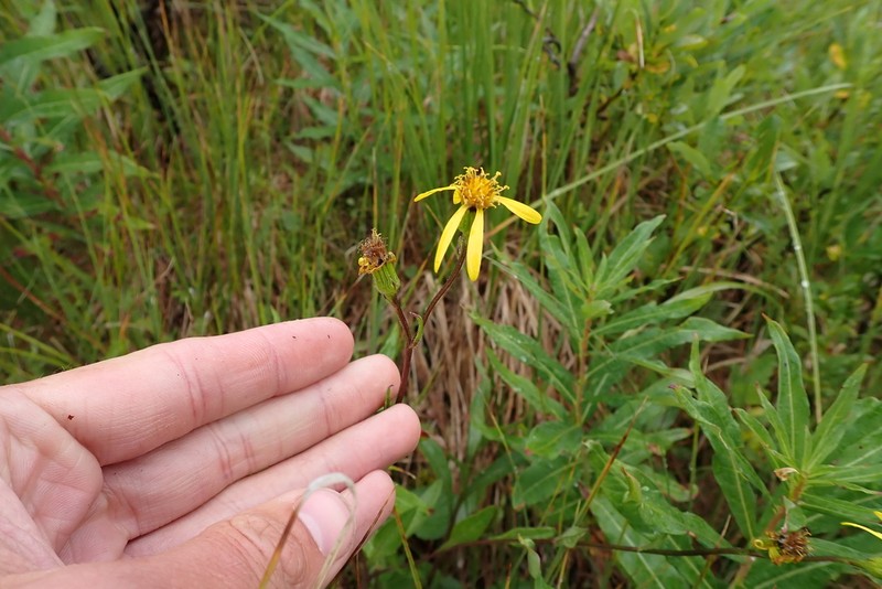 Mt. Sheldon Ragwort photo 8