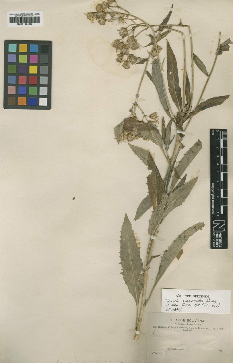 Senecio sinapoides