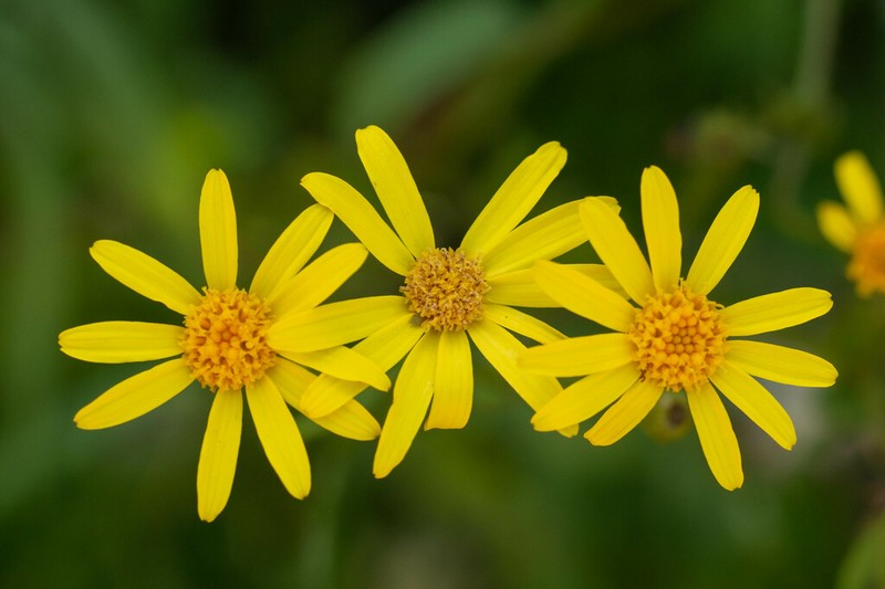 Senecio sinuatilobus