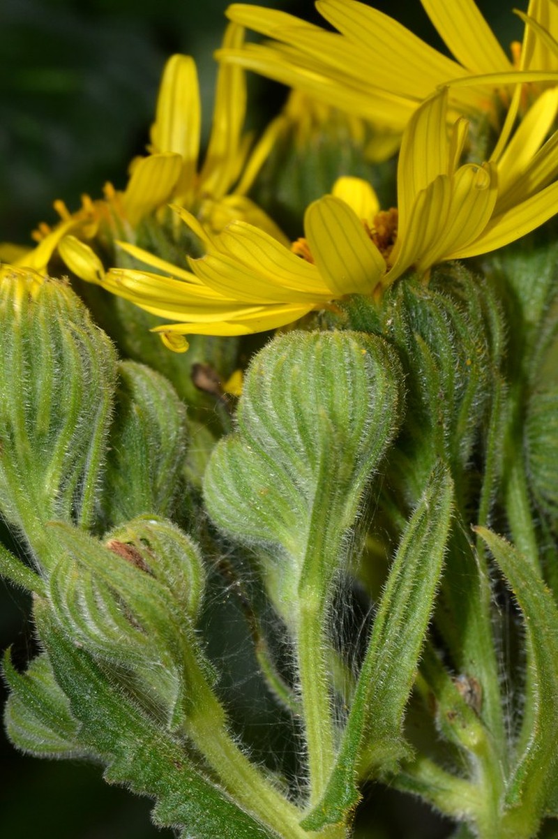 Senecio sinuatilobus photo 3
