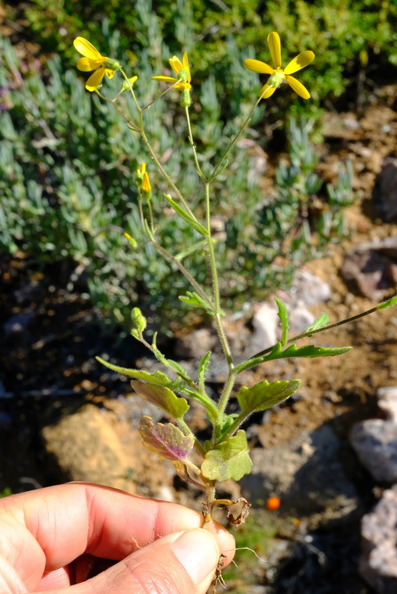 Senecio sisymbriifolius