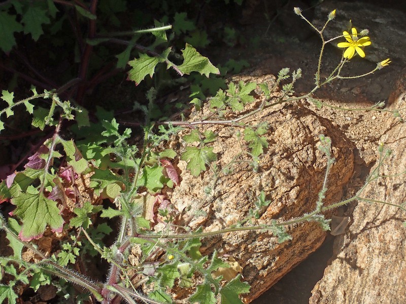 Senecio sisymbriifolius photo 2