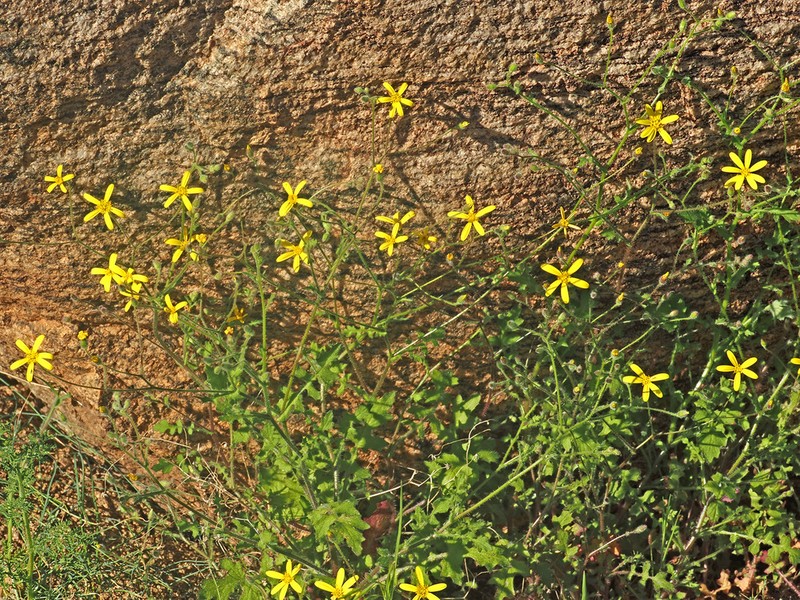 Senecio sisymbriifolius photo 3