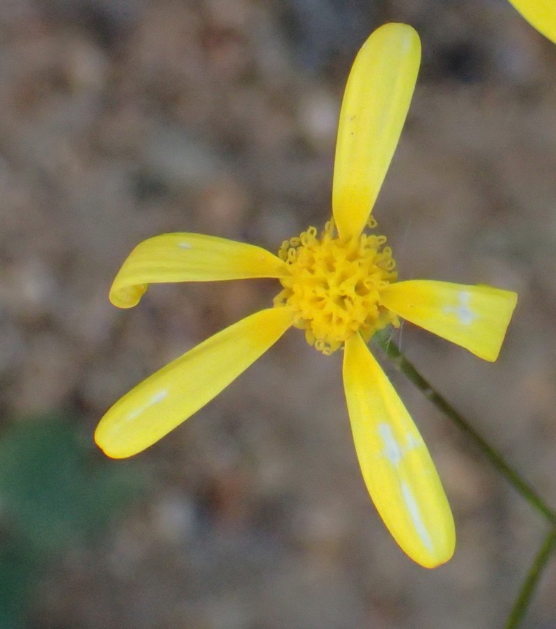 Senecio sisymbriifolius photo 4