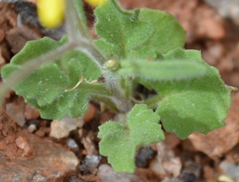 Senecio sisymbriifolius photo 5