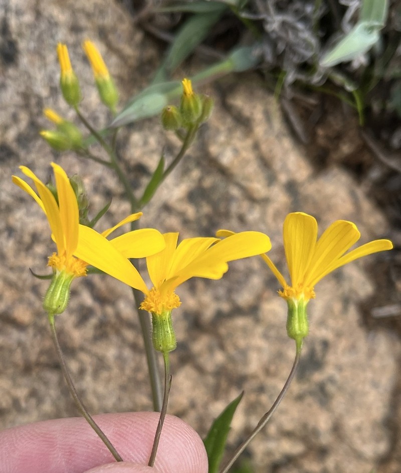 Senecio sisymbriifolius photo 6