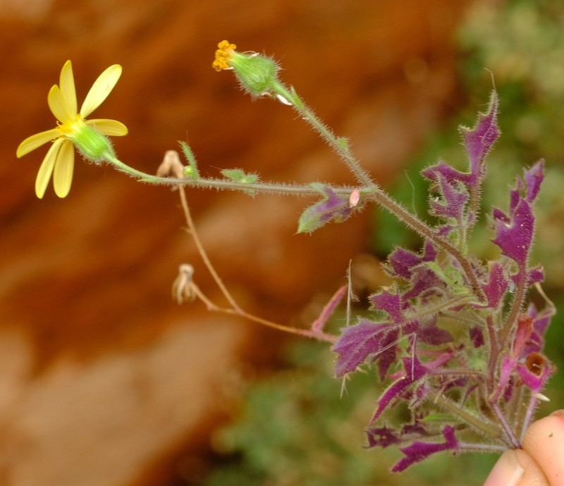 Senecio sisymbriifolius photo 7