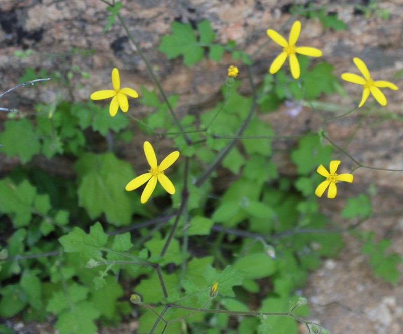 Senecio sisymbriifolius photo 8