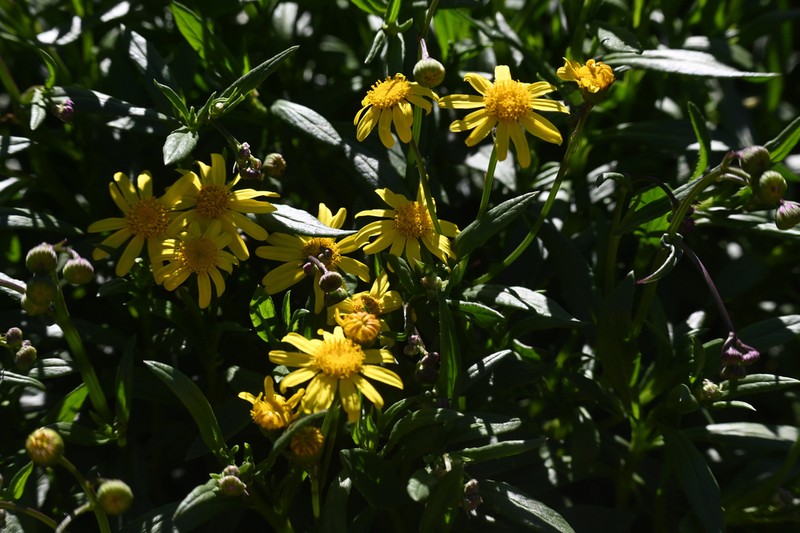 Senecio skirrhodon
