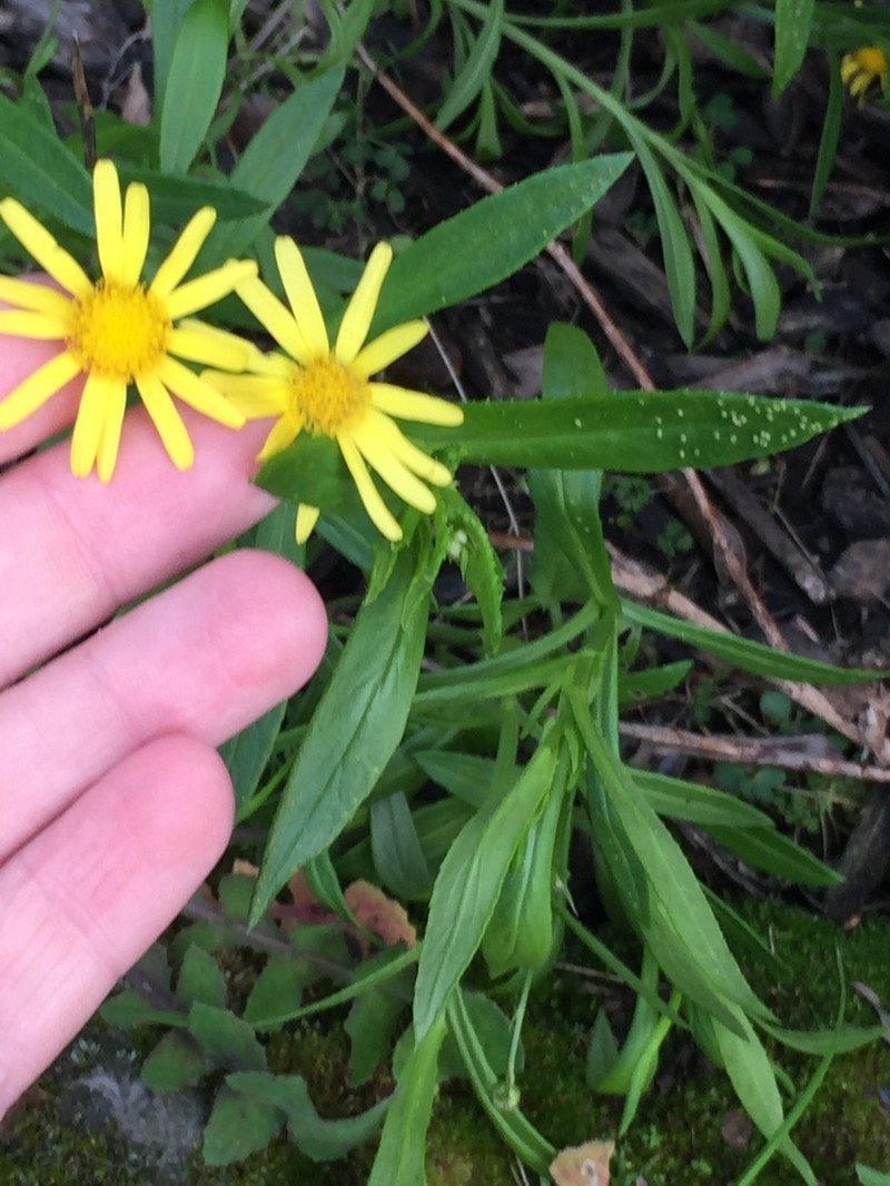 Senecio skirrhodon photo 2