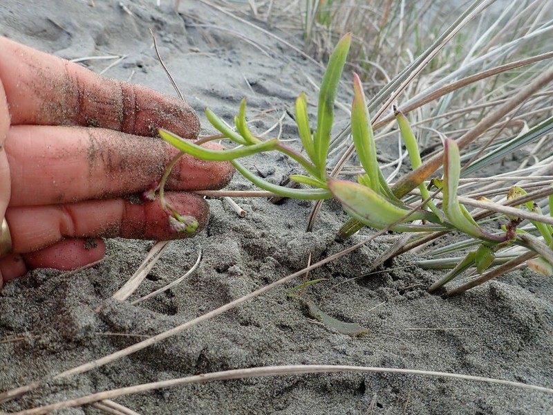 Senecio skirrhodon photo 3