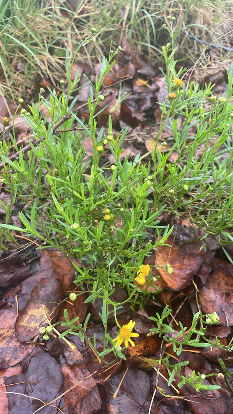 Senecio skirrhodon photo 4