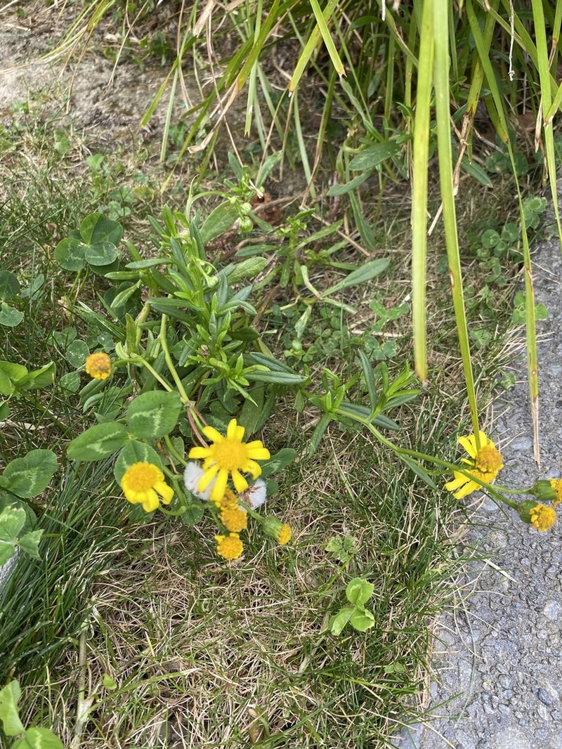 Senecio skirrhodon photo 5