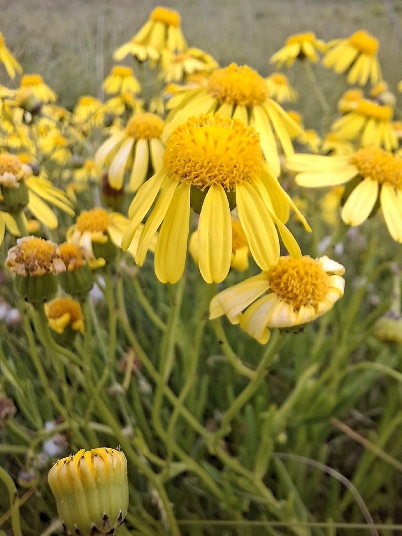 Senecio skirrhodon photo 6