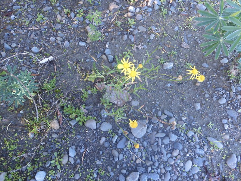 Senecio skirrhodon photo 7
