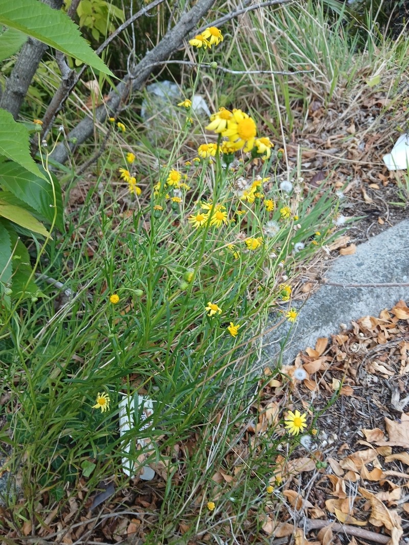 Senecio skirrhodon photo 8