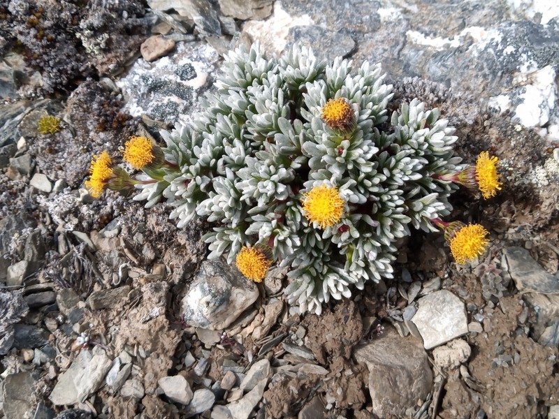 Senecio skottsbergii