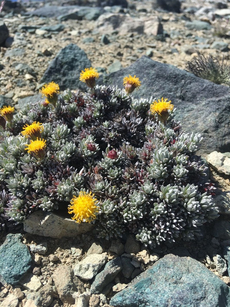 Senecio skottsbergii photo 2