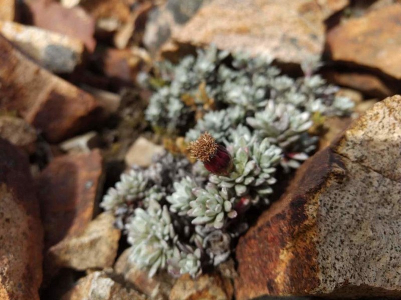 Senecio skottsbergii photo 3