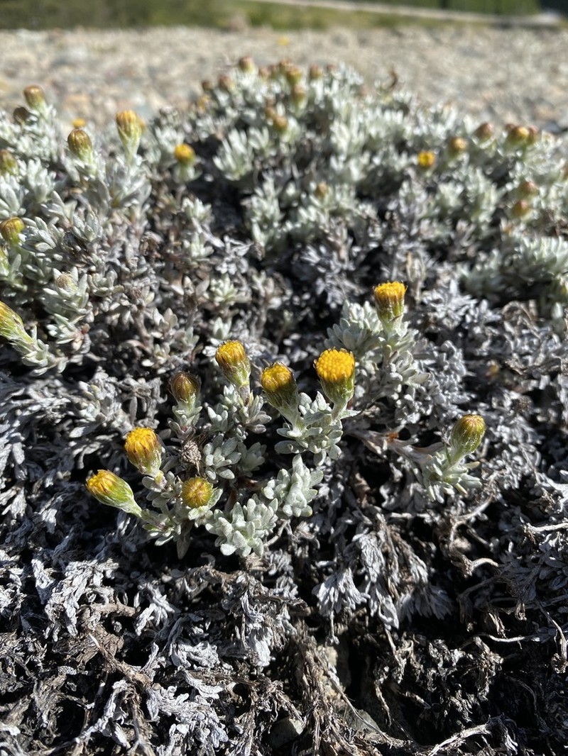 Senecio skottsbergii photo 4