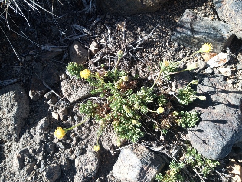 Senecio skottsbergii photo 5