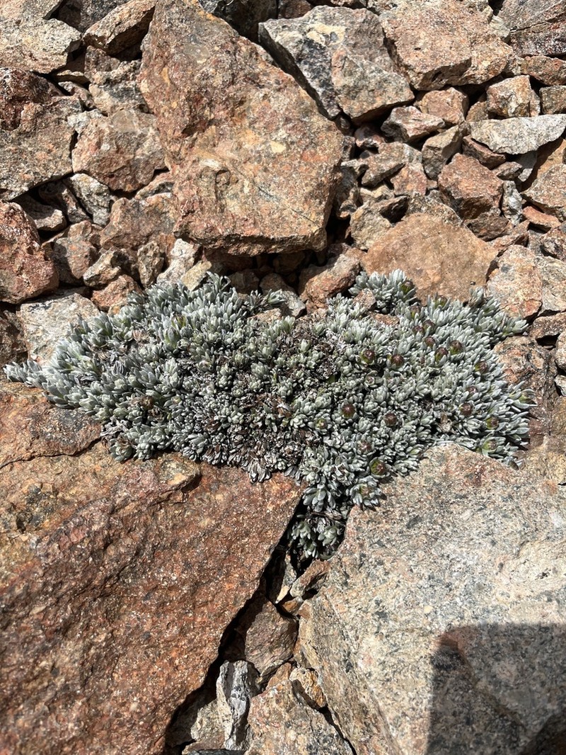 Senecio skottsbergii photo 6