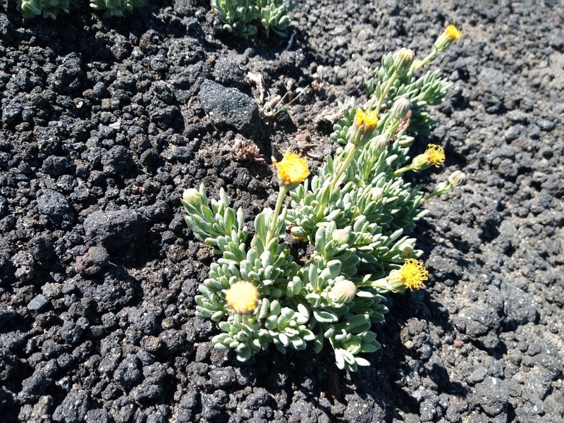 Senecio skottsbergii photo 7