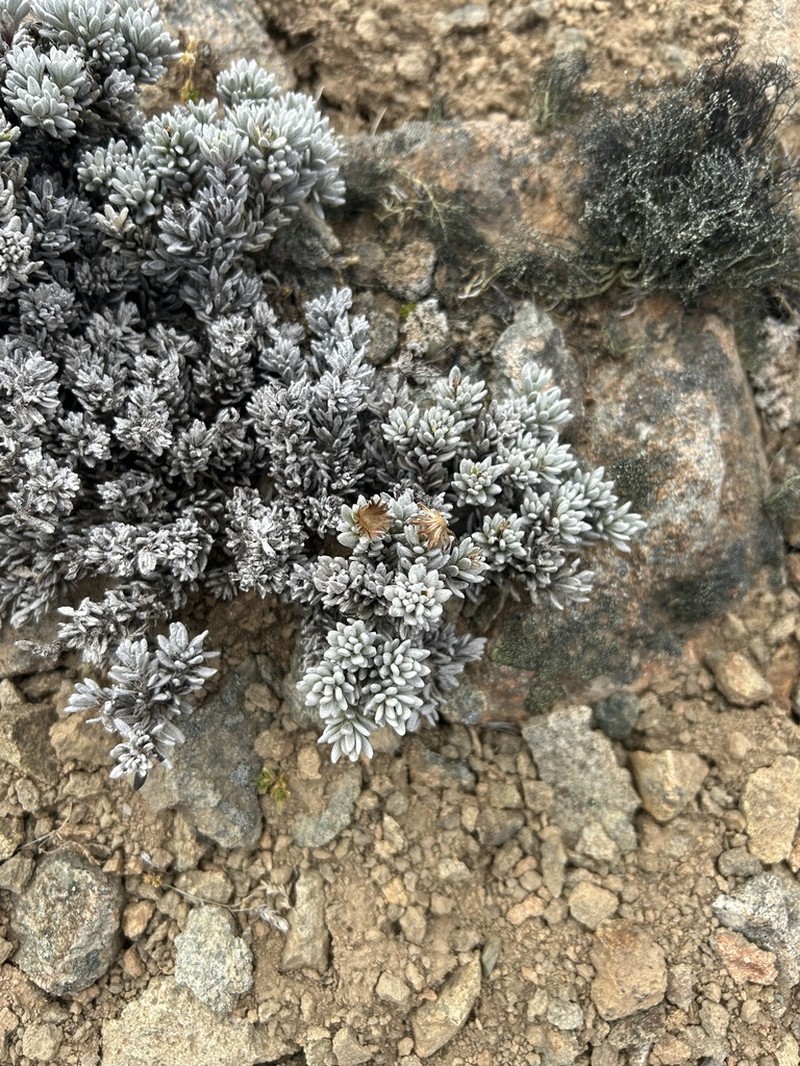 Senecio skottsbergii photo 8