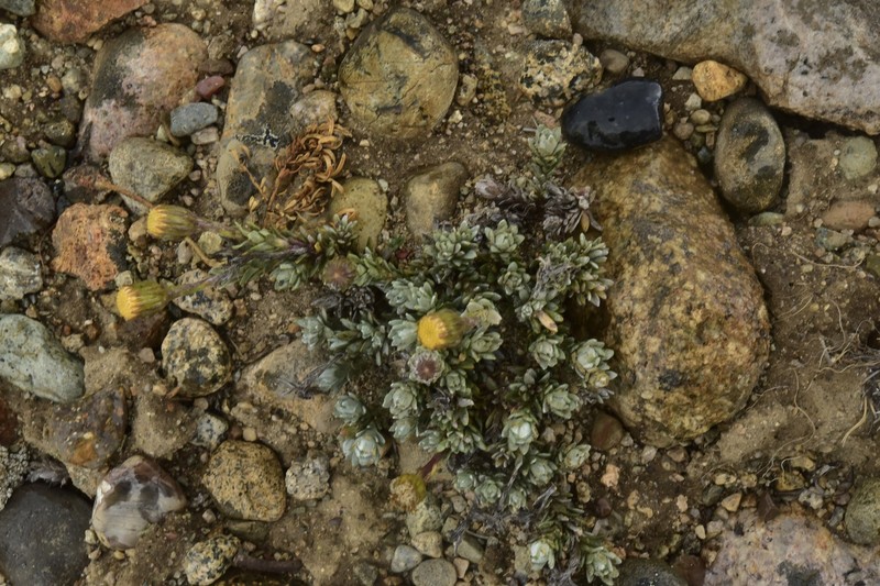 Senecio skottsbergii var. skottsbergii